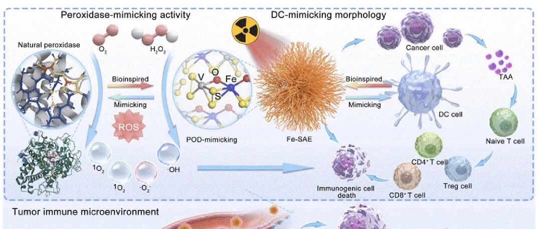 Cell Biomaterials | 树突状半导体仿酶制剂实现双重放疗增敏与免疫重塑，破解头颈癌放疗耐药难题