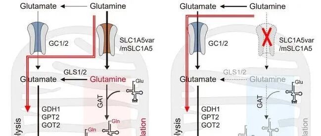 Mol Cell｜复旦大学李福明课题组揭示肿瘤线粒体谷氨酰胺转运维持电子传递链完整性的新功能