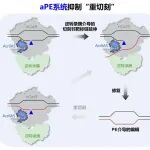 Nat Commun｜华中科技大学孙宇辉团队在基因编辑技术领域取得新进展