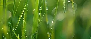 打破校史！祝贺，山东师范大学逆境植物生物学团队获批国自然1000万级项目