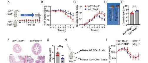 Cell Mol Immunol |  中山大学附属第一医院张辉/杨念生揭示巨噬细胞来源的VISTA可阻碍结肠炎中肠道上皮修复