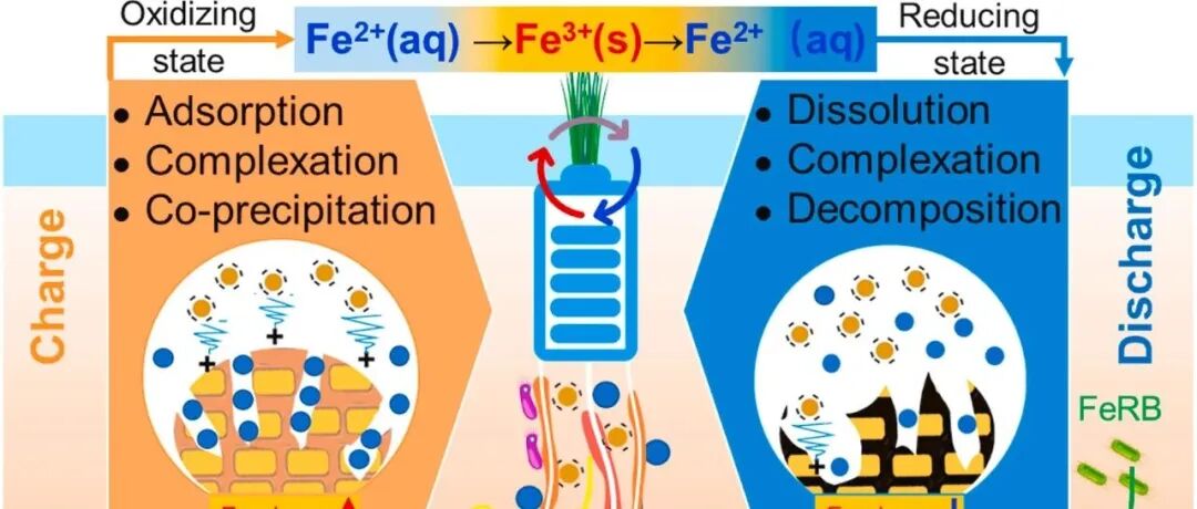 综述文章丨SOIL BIOL BIOCHEM：稻田中的铁斑：形成、性质、功能及应用