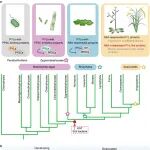 Nature Commun | 分子植物卓创中心赵杨研究组揭示ABA非依赖型PYL的细菌起源及其在陆生植物中的功能延续