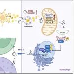 Hepatology | 安徽医科大学李俊团队发现髓系CD36缺乏通过促进巨噬细胞适应性免疫减轻肝纤维化