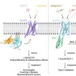 PNAS | 生长抑素受体 SSTR5 非肽拮抗剂全新抑制机制助力 2 型糖尿病新药研发