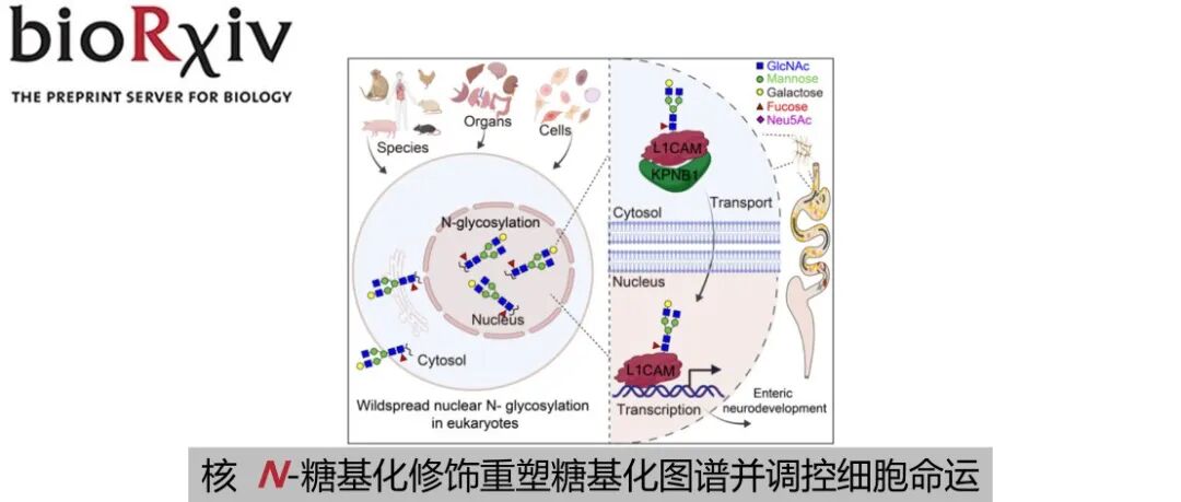 bioRxiv | 核 N-糖基化修饰重塑糖基化图谱并调控细胞命运