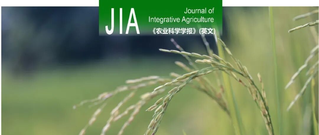 JIA | 江苏大学/江苏省农科院常规水稻育种团队通过CRISPR/Cas9技术编辑OsFAD2-1基因实现高油酸稻品种高效育种
