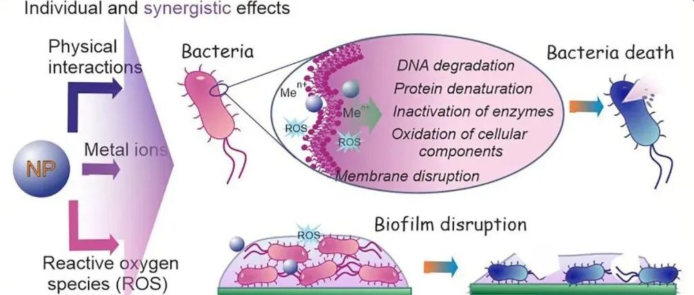 【Adv. Col Int Sci】具有抗菌活性的金属/金属氧化物纳米颗粒及其破坏细菌生物膜的潜力：着重于潜在机制的最新进展-上