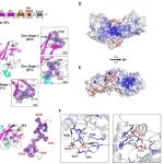 Sci Adv | 中国医学科学院崔胜等团队发现程序化- 1核糖体移码的调控新机制