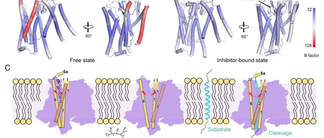 【科技前沿】PNAS | 冷冻电镜首次破解人类信号肽肽酶的结构，突破γ-分泌酶抑制剂脱靶困境