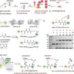 J. Am. Chem. Soc. | 光笼线性双泛素-Dha与生物素化线性Fab协同实现活细胞互作蛋白时间分辨分析
