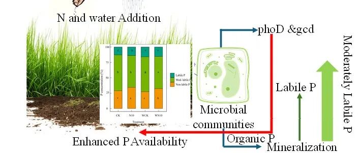 Catena | 内蒙古大学徐柱文团队揭示了微生物群落结构与功能基因驱动着氮、水增加下典型草原土壤的磷形态及其转化