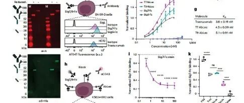Nat. Biotechnol. | 抗体-凝集素嵌合体：用于糖免疫检查点阻断的新型双功能分子