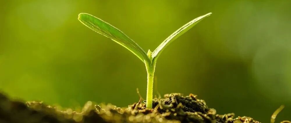 Nature Climate Change | 微生物光合作用减少了气候变暖背景下北方泥炭地碳损失