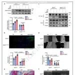 江苏大学王中群团队最新Nature子刊