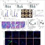 上海交通大学沈浩等团队合作最新Nature子刊
