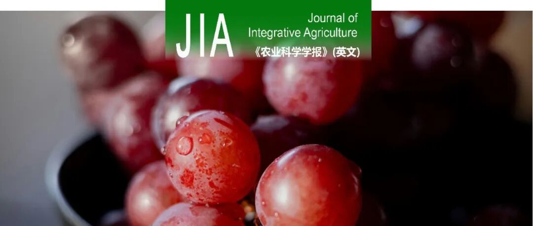 JIA | 南京农业大学陶建敏教授团队揭示葡萄芽休眠调控新机制，为打破休眠提供新靶点