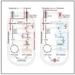 Mol Cell | 老靶点新功能，复旦大学李福明团队揭示肿瘤线粒体谷氨酰胺转运维持电子传递链完整性的新功能