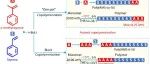 大连理工大学韩丽团队：α-甲基苯乙烯(AMS)与苯乙烯(St)在温和条件下的阴离子共聚合反应及机理研究