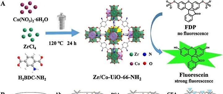AC.异价钴掺杂增强UiO-66-NH₂的类磷酸酶活性用于癌胚抗原的超灵敏荧光免疫分析