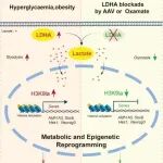 Diabetologia｜南京医科大学韩晓/陈芳/张亚琴团队发现恢复胰岛β细胞再分化并改善糖尿病的新证据