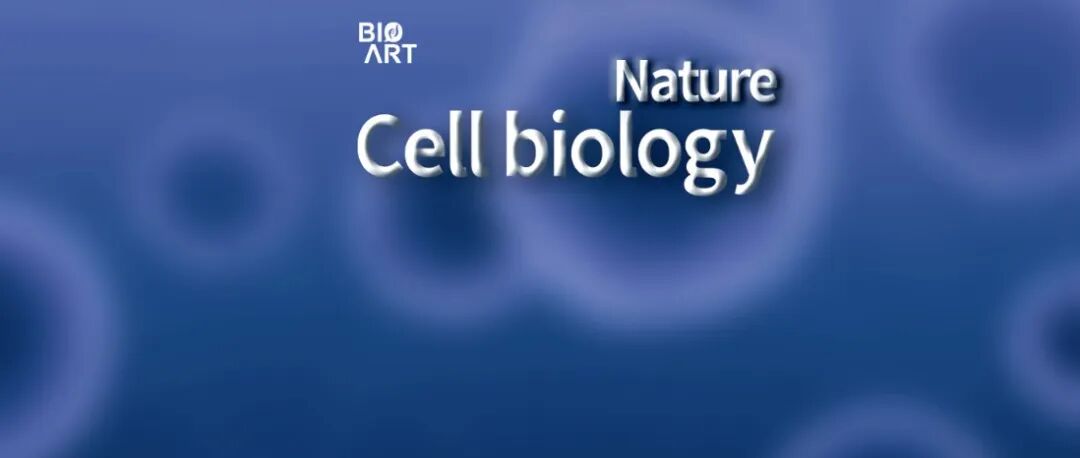 Nat Cell Biol | 内质网破坏激活核膜机械传导