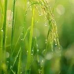 Molecular Plant连发两篇！我国科研团队分别在植物乙烯受体、植物抵御病原菌方面取得新进展