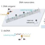 北京大学邹鹏/陈知行合作最新Nature子刊