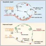 Cell Stem Cell | 上海科技大学席莹等揭示严重病毒感染后肺修复再生障碍的机制