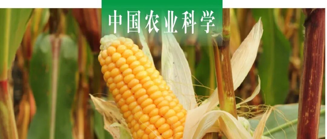 中国农业科学｜西北农林科技大学沈玉芳教授课题组探析不同有机物料配施化肥对土壤肥力和玉米产量的影响