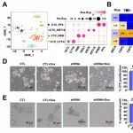 Cancer Res | 南方科技大学洪鑫等团队发现皮质素抑制循环肿瘤细胞mTOR依赖性衰老