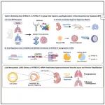 Cell Stem Cell | 顾名夏/郭敏哲/苗一非团队揭示纠正血管内皮NTRK2亚型失衡可促进肺部血管再生