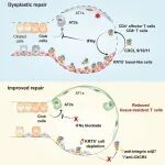 Cell Stem Cell｜上海科技大学席莹课题组与合作者揭示肺组织异常修复对淋巴细胞组织驻留和肺泡再生的作用