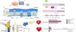 深圳大学周礼杰团队CEJ：揭示Fe2+补充在氢基膜生物膜反应器中对硒酸盐与硝酸盐同步还原过程中细菌群落及其功能基因的调控机制