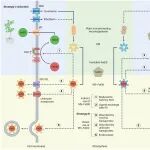 Nature子刊 |张福锁院士团队顾少华青年研究员、左元梅教授联合沈其荣院士团队韦中教授合作提出微生物铁载体驱动植物铁营养新范式