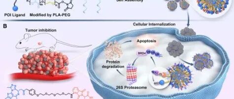 Nat. Commun.| 基于聚乳酸自组装的拆分-组装型PROTAC：实现高效、长效的蛋白降解