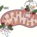 Nano Lett：通过原位拉曼光谱探究tBID诱导细胞死亡的分子机制