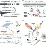Adv. Mater：生物相容型液晶弹性体光纤驱动器用于体内内窥镜导航和激光消融治疗