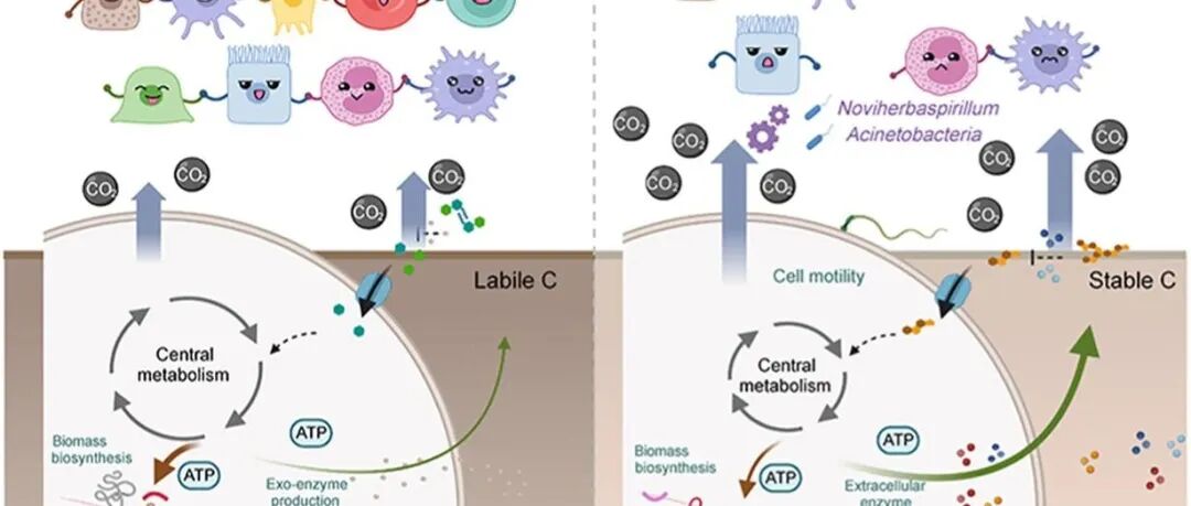 土壤碳排放丨SOIL BIOL BIOCHEM：土壤微生物群落多样性丧失会刺激土壤碳排放
