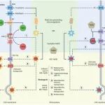 张福锁院士团队联合沈其荣院士团队发表最新Nature Plants，合作提出微生物铁载体驱动植物铁营养新范式