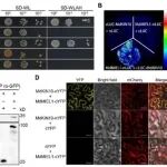 西北农林科技大学管清美教授课题组发表最新研究成果，揭示多层级蛋白质修饰“级联”调控低温胁迫的分子机制