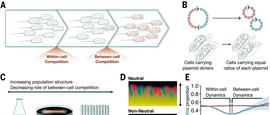 Science | 堪称宫斗：细菌里的“内斗”有秘密规则——低表达、复制优势型极简质粒最终胜出