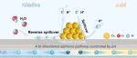 浙江工商大学王齐教授&大连理工大学刘艳彪教授团队JHM：利用异质结构催化剂实现双向氢溢流用于电催化去除和回收废水中的锑