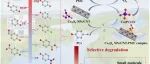 文献速递|湖南大学ACB:过一硫酸盐的非辐射活化可选择性去除废水中的微污染物： 电子供能能力的多参数分析