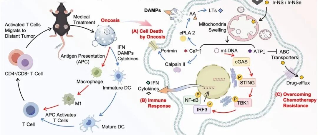 ACIE ¦ 利用靶向线粒体的铱(III)基免疫原性肿瘤坏死诱导剂增强癌症化疗免疫治疗