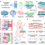 华南理工大学付晓玲教授课题组 ACS Nano：负载线粒体的Janus心肌贴片用于心肌梗死修复和预防组织粘连