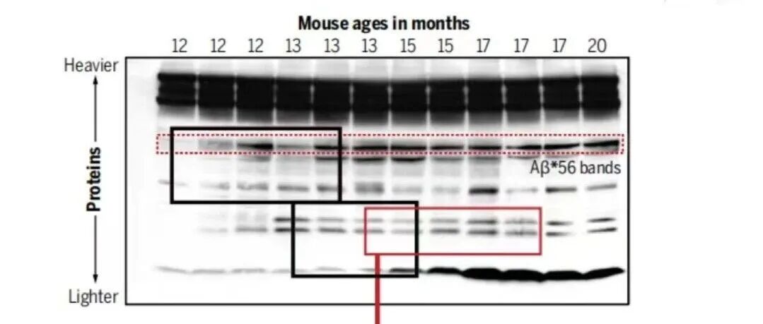 Science重磅 | 一篇被引2300余次的Nature开创性论文，竟涉嫌造假：或许让该领域的科学家白干16年
