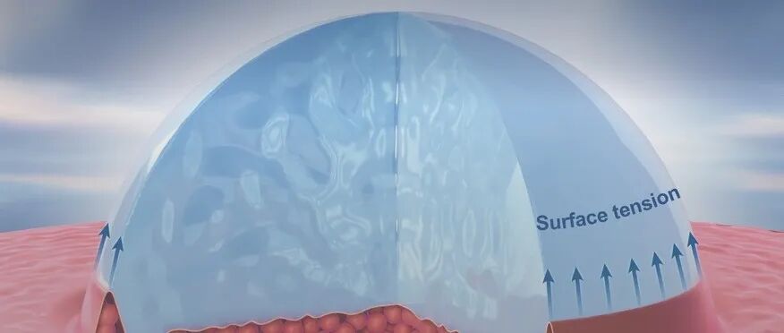 浙理工左彪教授课题组 Macromolecules 封面：高分子玻璃体表面的橡胶弹性