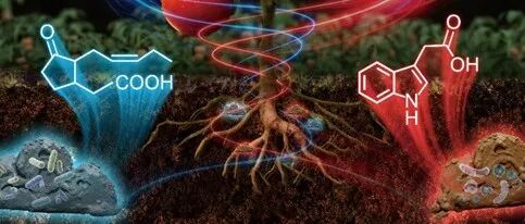 同济大学戴晓虎、华煜等ES&T：植物激素在剩余活性污泥和厌氧消化污泥中的差异分子转化机制：L-色氨酸和α-亚麻酸的前体作用