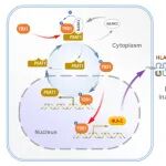 PNAS | 孙强/黄红艳团队合作揭示靶向PSAT1-YBX1增强NK细胞免疫杀伤新机制